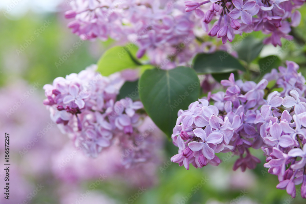 pink lilac flower background pink lilac flower background