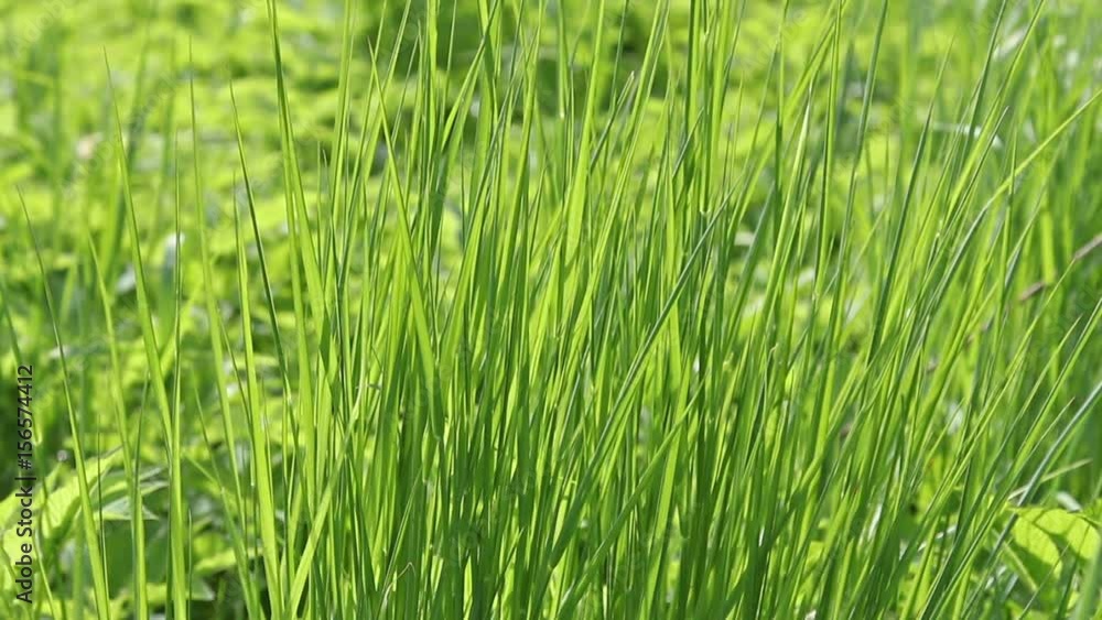Green grass close-up Green grass close-up
