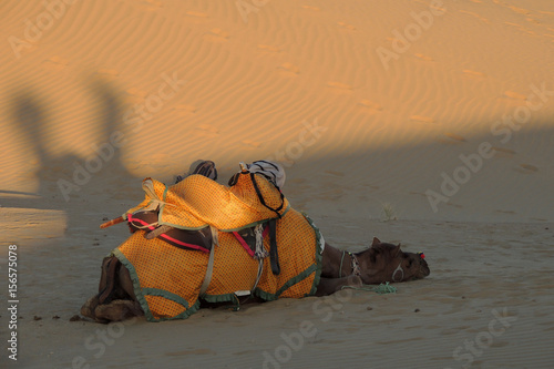 sleeping camel in desert