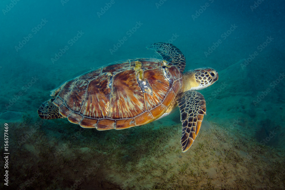 Fototapeta premium Green Sea Turtle