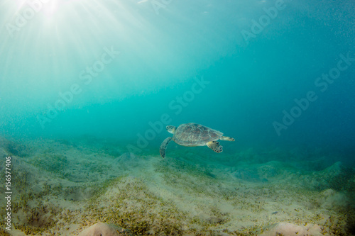 Fototapeta Naklejka Na Ścianę i Meble -  Green Sea Turtle
