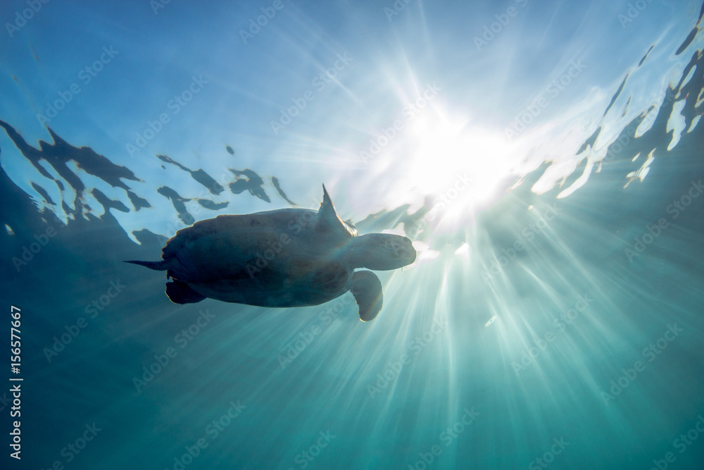 Obraz premium Green Sea Turtle