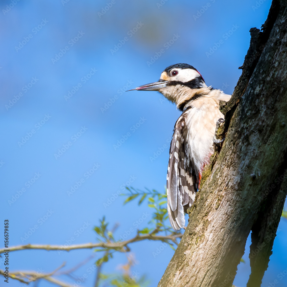 Buntspecht (Dendrocopos major) Specht Weibchen steckt ihre Zunge raus Buntspecht (Dendrocopos major) Specht Weibchen steckt ihre Zunge raus
