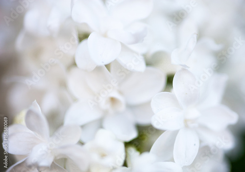 Closeup of white Lilac flowers