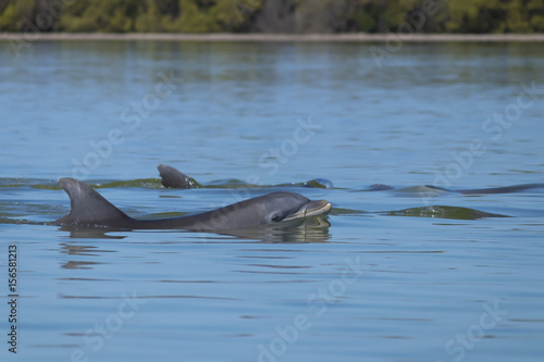 Dolphins feeding frenzy