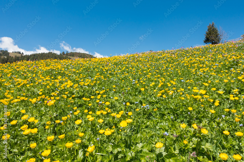 farbenprächtige Blumenwiese in den Alpen im Frühjahr