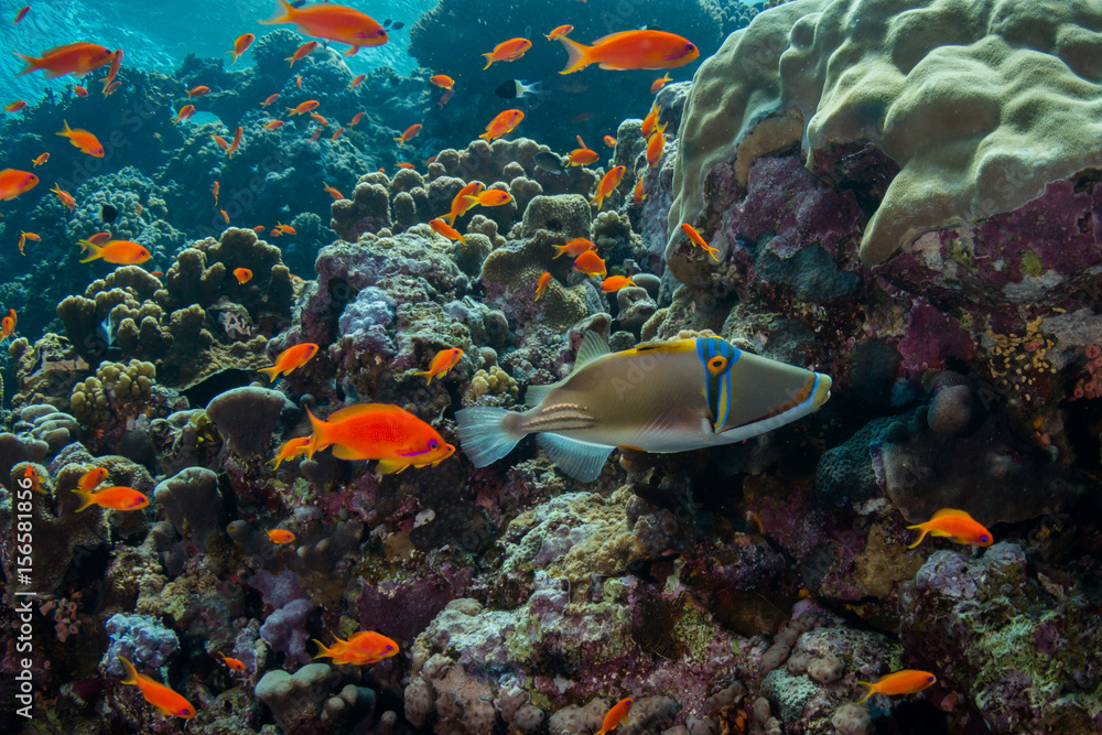 Picasso Triggerfish Picasso Triggerfish
