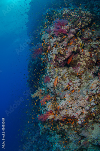 Fototapeta Naklejka Na Ścianę i Meble -  Reef Life