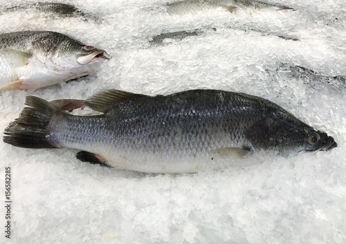Fresh Giant seaperch on ice