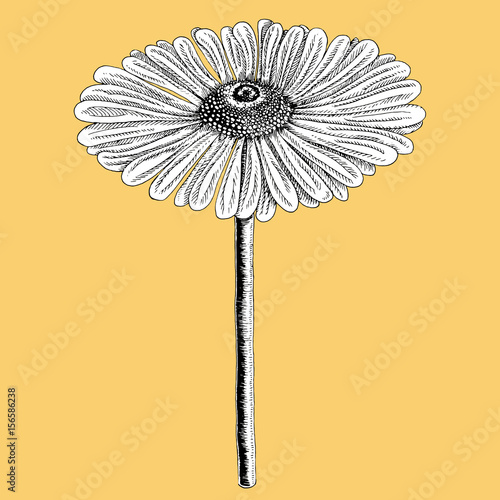 Gerbera colored in black and white on color background. Stylized blossom sketched with ink vector illustration.