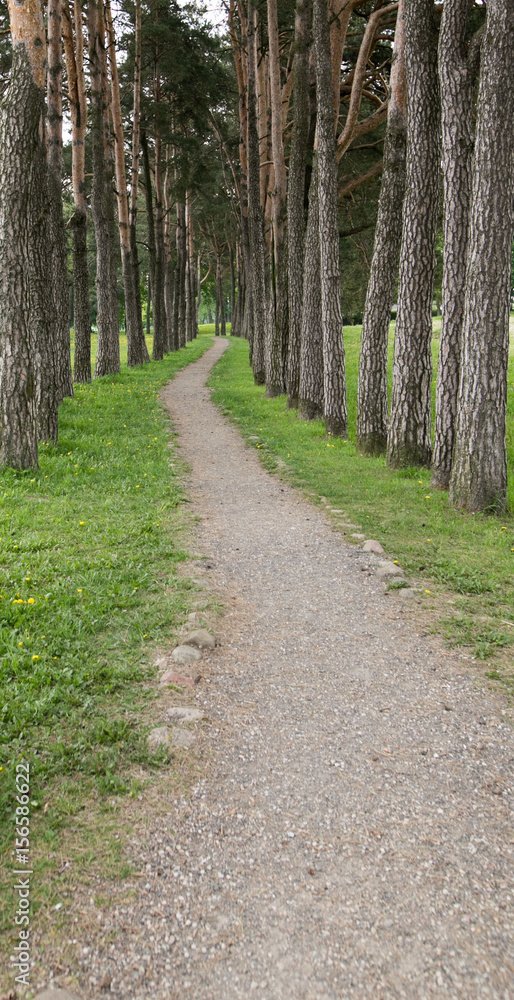 Fototapeta premium A narrow path in a pine forest