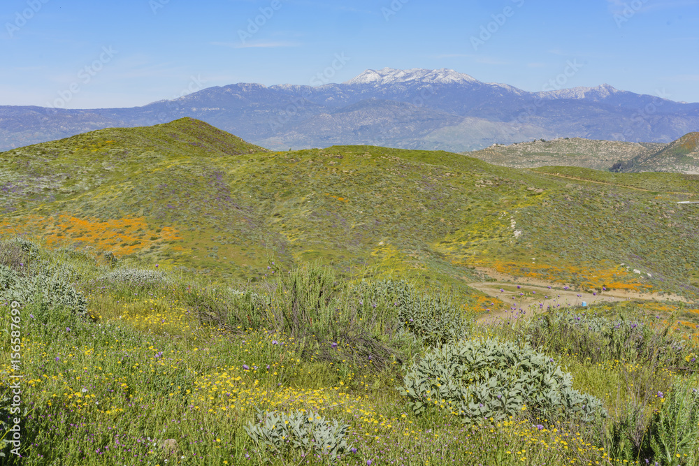 Lots of wild flower blossom at Diamond Valley Lake