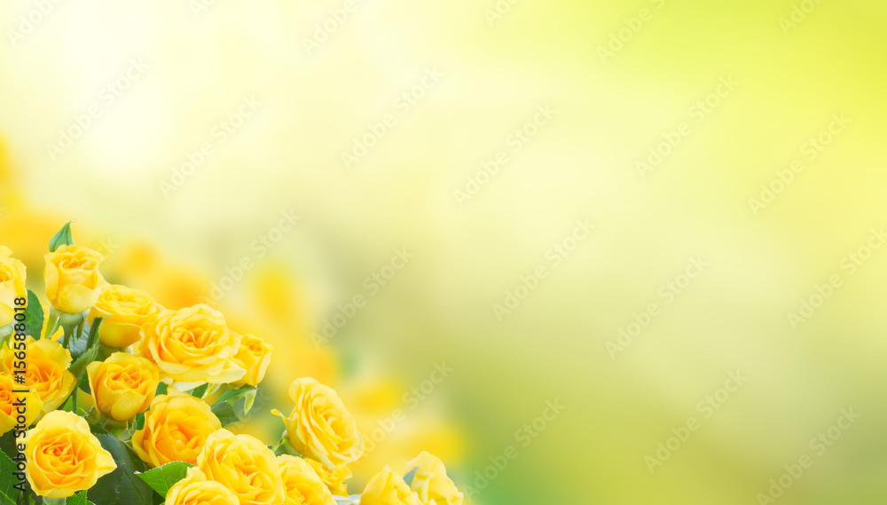 Obraz premium świeże żółte róże w zielonym słonecznym ogrodzie banner