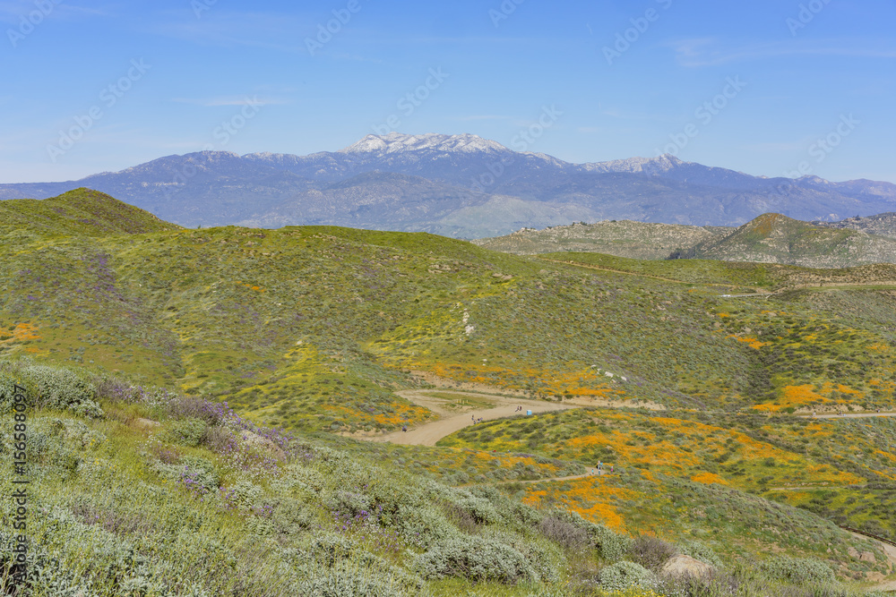 Lots of wild flower blossom at Diamond Valley Lake Lots of wild flower blossom at Diamond Valley Lake
