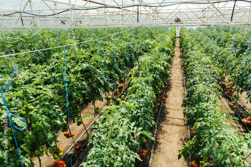 Red and green selected tomatoes in a greenhouse photo