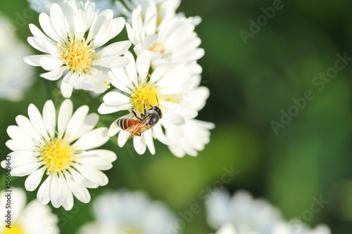 white flowers and bee with shallow DOF