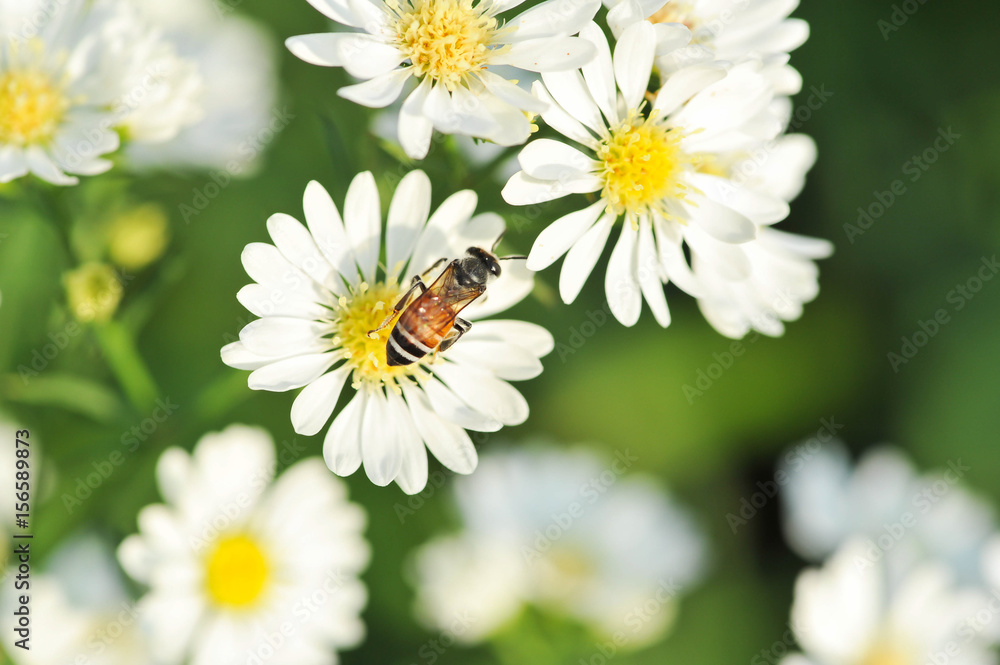 white flowers and bee with shallow DOF white flowers and bee with shallow DOF