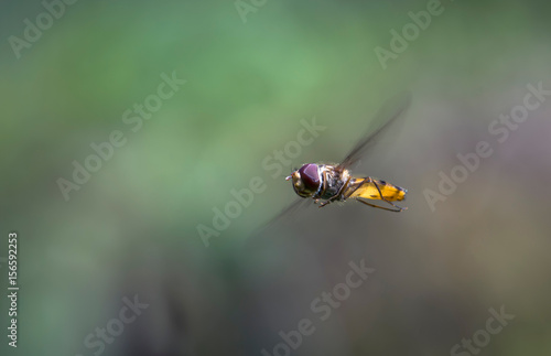 Insecte en plein vol © Marc Andreu