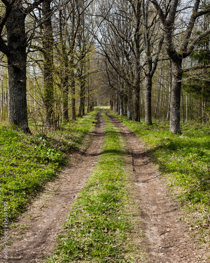 Obraz premium country road