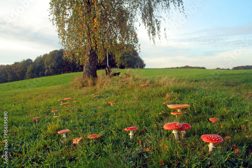 hexenring aus fliegenpilzen photo