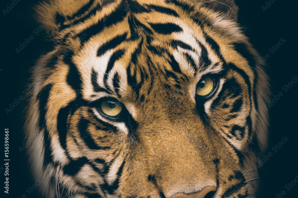 Fototapeta premium View of the tiger