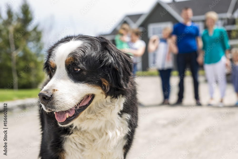 A Bernese Mountain dog with family blur on the back A Bernese Mountain dog with family blur on the back