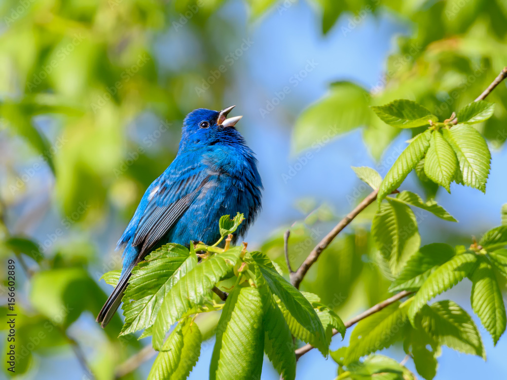 Fototapeta premium Indigo Bunting Calling