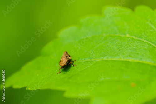 Fototapeta Naklejka Na Ścianę i Meble -  Insect