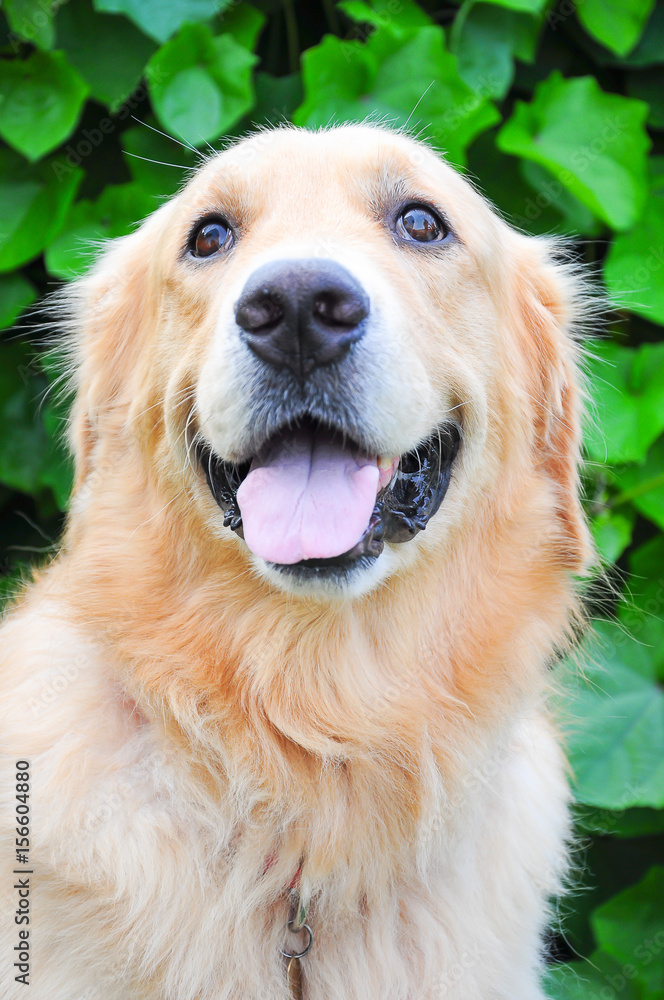 golden retriever smiling with creeper background