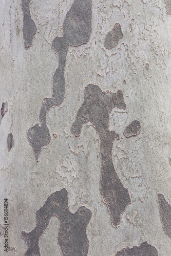 wood or bark texture, filter effect