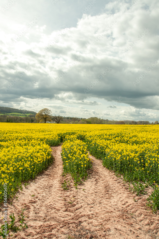 Yellow canola crops in the British countryside.