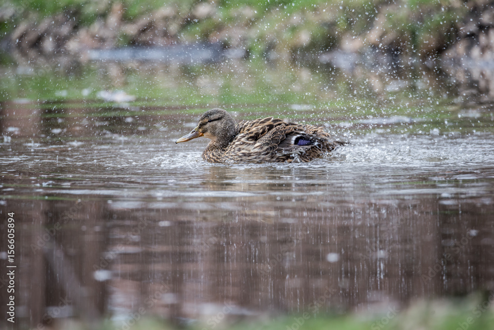 Female Mallard Duck splashing with water droplets
Female Mallard Duck splashing with water droplets