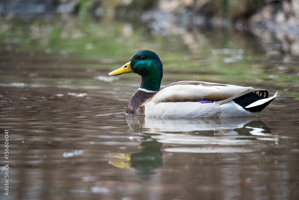 Wild Male Duck(Mallard)
Wild Male Duck(Mallard)