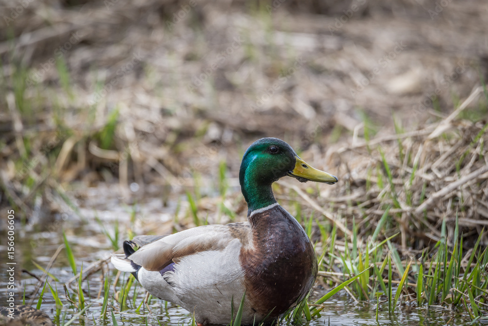 Wild Male Duck(Mallard)
Wild Male Duck(Mallard)