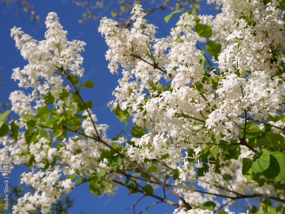 Beautiful freshly blooming white lilac flowers under the blue sky