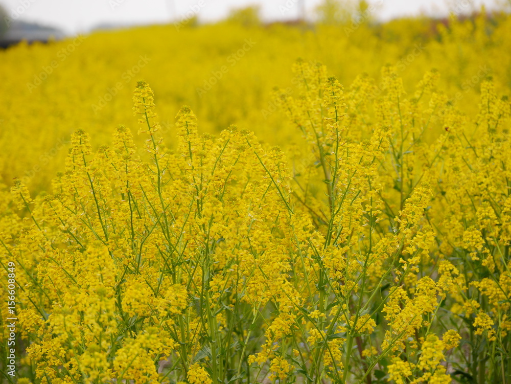 Bright yellow canola flowers blooming beautifully in wild field