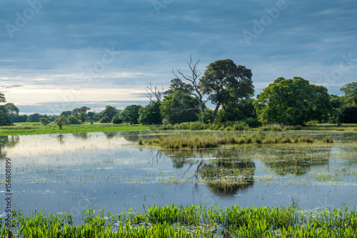 Überwemmte Landschaft im Pantanal, Brasilien photo