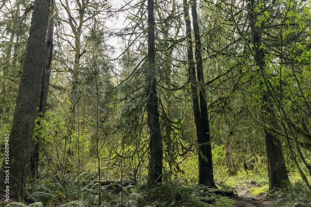 Obraz premium Forest Floor