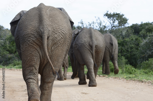 African Bush Elephant  Addo Elephant National Park