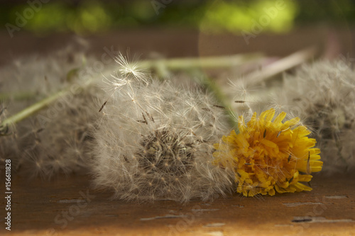 A bouquet of fluffy and yellow dandelions in the bank

