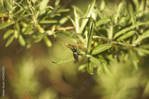 A ladybug, a beetle on a branch of sea-buckthorn
