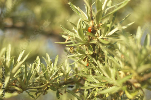 A ladybug, a beetle on a branch of sea-buckthorn
