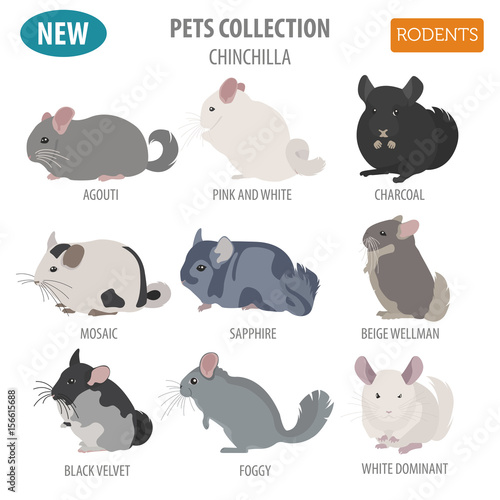 Chinchilla breeds icon set flat style isolated on white. Pet rodents collection. Create own infographic about pets