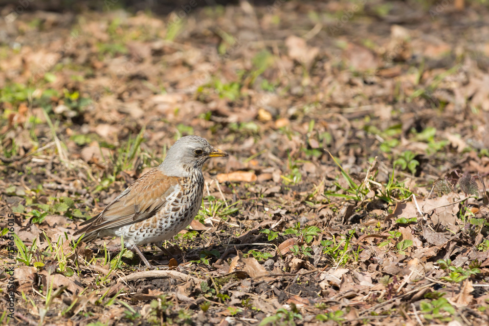 Turdus philomelos or songthrush Turdus philomelos or songthrush