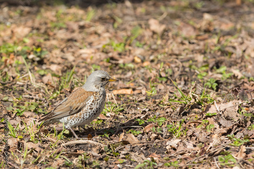 Turdus philomelos or songthrush photo