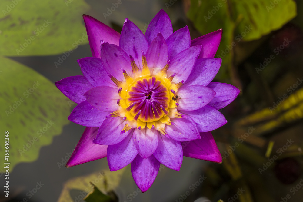purple water lily or blue star lotus with yellow and green background close up detail top viel - nymphaea nouchali