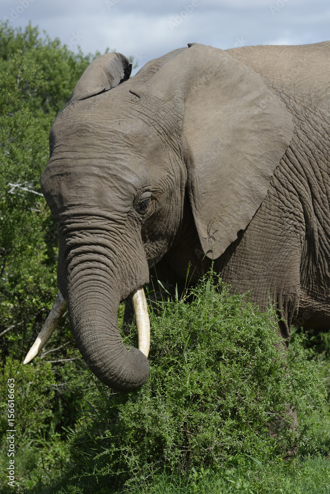 African Bush Elephant, Addo Elephant National Park African Bush Elephant, Addo Elephant National Park