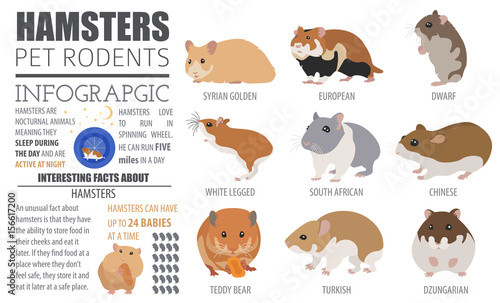 Hamster breeds icon set flat style isolated on white. Pet rodents collection. Create own infographic about pets