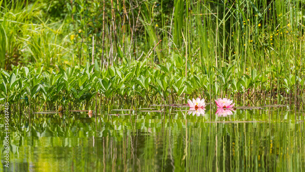 water lily in a pond sourounded with other pond plants water lily in a pond sourounded with other pond plants