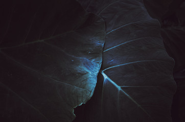 Handdoek met foto Texturen Donkere plantentextuur sfeervolle achtergrond  © NL